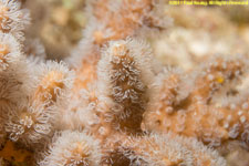 coral closeup